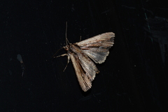 Apamea verbascoides