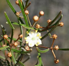 Phebalium lepidotum