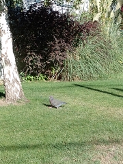 Patagioenas picazuro