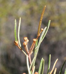 Phebalium lepidotum