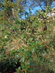 Condalia montana