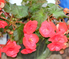 Begonia × tuberhybrida