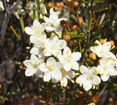 Phebalium tuberculosum