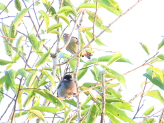 Conirostrum leucogenys