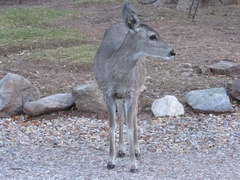Odocoileus virginianus couesi