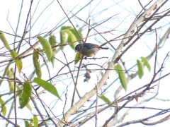 Conirostrum leucogenys