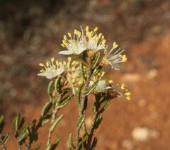 Phebalium tuberculosum