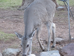 Odocoileus virginianus couesi