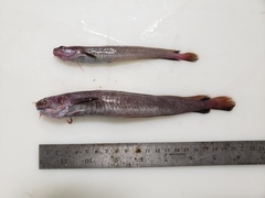 Enchelyopus cimbrius