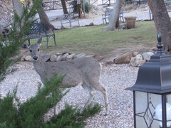 Odocoileus virginianus couesi