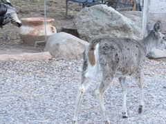 Odocoileus virginianus couesi