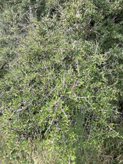 Coprosma propinqua