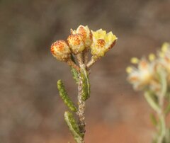Phebalium tuberculosum