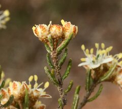 Phebalium tuberculosum