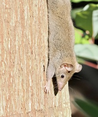 Antechinus stuartii