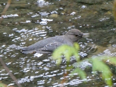 Cinclus mexicanus
