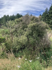 Coprosma propinqua
