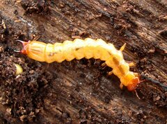 Dendroides canadensis