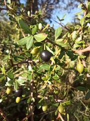 Condalia montana