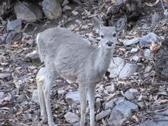 Odocoileus virginianus couesi