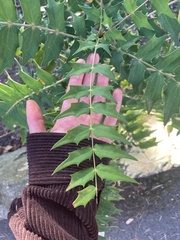 Berberis