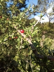 Condalia microphylla