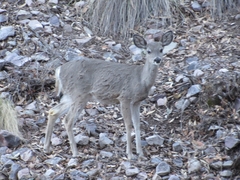Odocoileus virginianus couesi