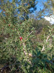 Condalia microphylla