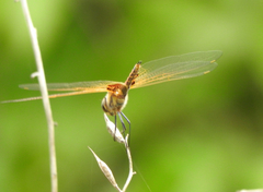 Tramea loewii