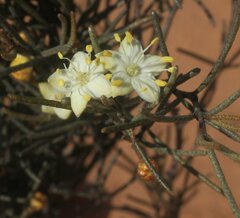 Phebalium filifolium