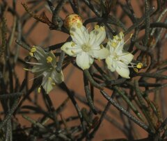 Phebalium filifolium