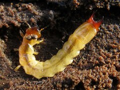 Dendroides canadensis