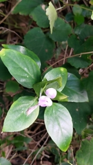 Dicliptera tinctoria