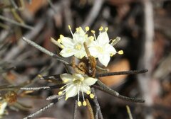 Phebalium filifolium