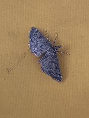 Proternia philocapna