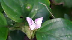 Dicliptera tinctoria