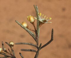 Phebalium filifolium