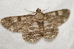 Cleora sabulata