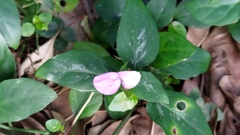 Dicliptera tinctoria