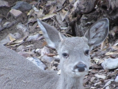 Odocoileus virginianus couesi