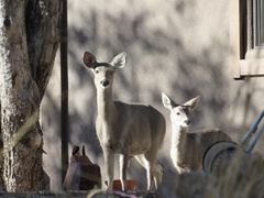 Odocoileus virginianus couesi