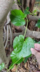 Ipomoea violacea