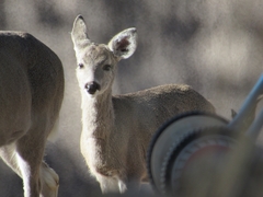 Odocoileus virginianus couesi