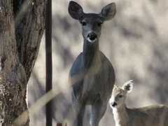 Odocoileus virginianus couesi