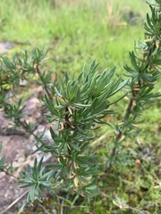 Eriogonum fasciculatum foliolosum