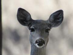 Odocoileus virginianus couesi