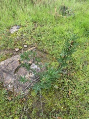 Eriogonum fasciculatum foliolosum