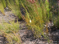 Melaleuca preissiana