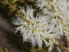 Melaleuca preissiana