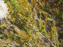 Melaleuca preissiana